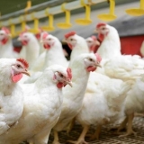 Čime hraniti brojlere nakon mjesec dana